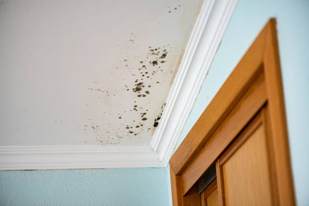Reliable Squirrel Mountain Valley, CA Mold Remediation Solutions